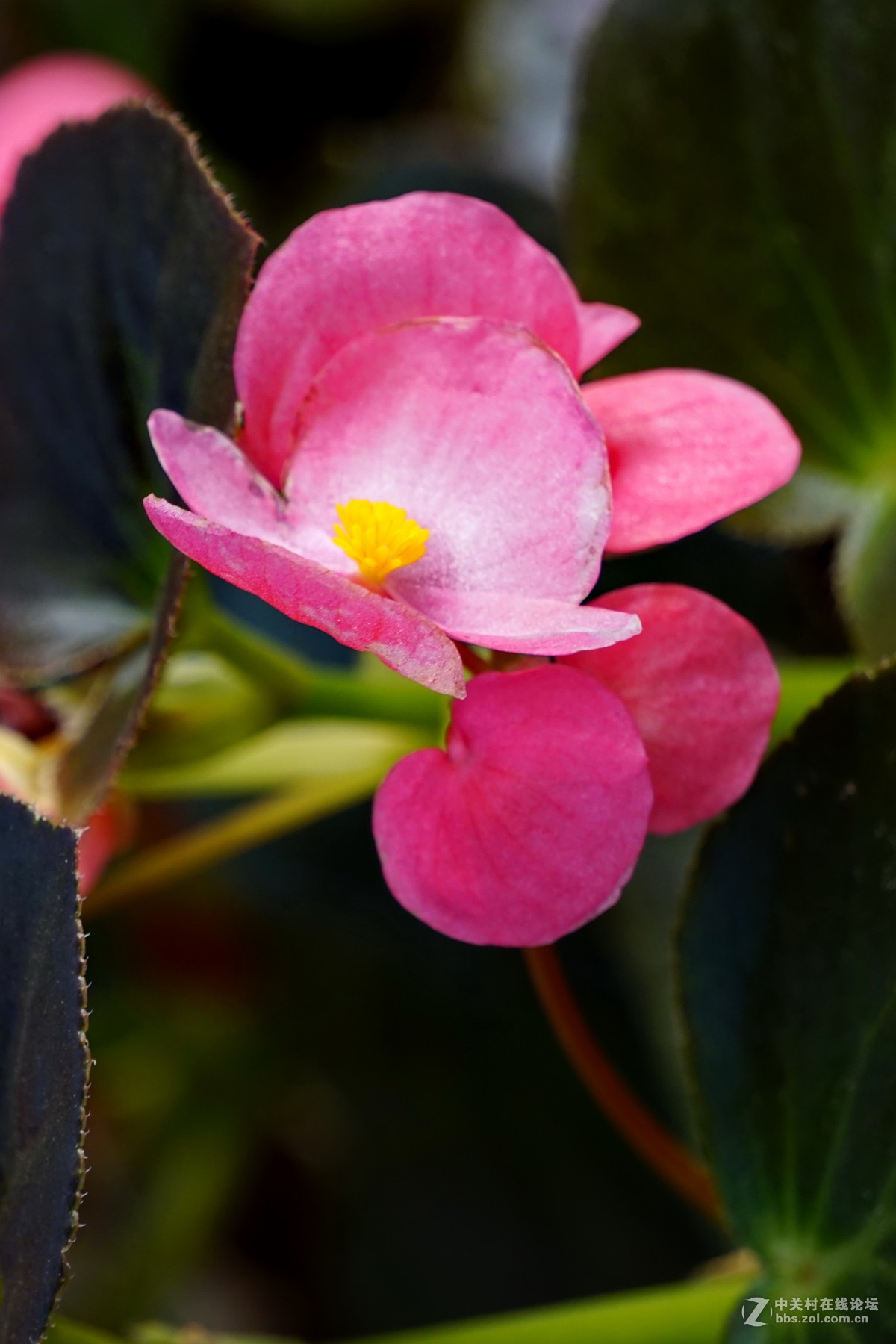 温室里的花卉比格海棠