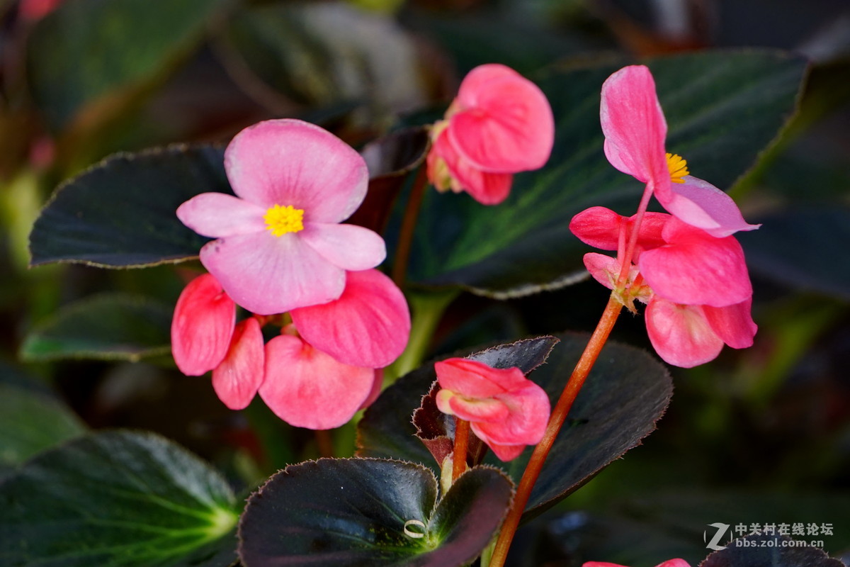 温室里的花卉比格海棠