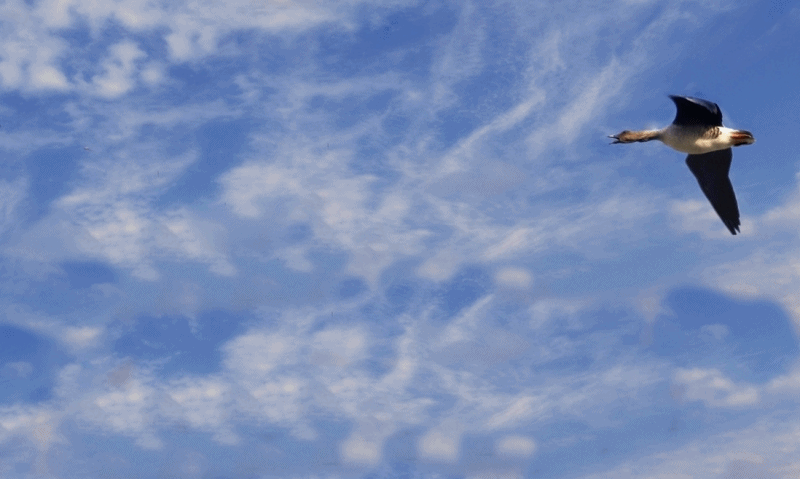 尝试传组动片雁南飞