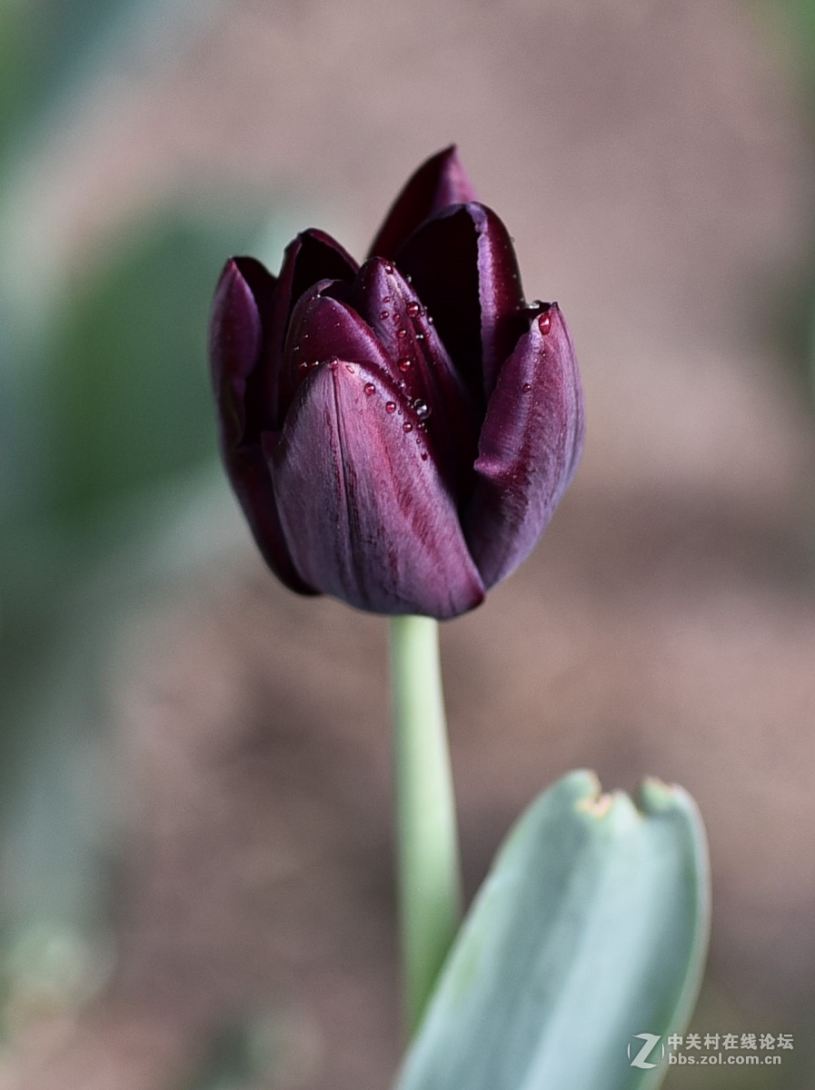 国产手动头85f12拍郁金香