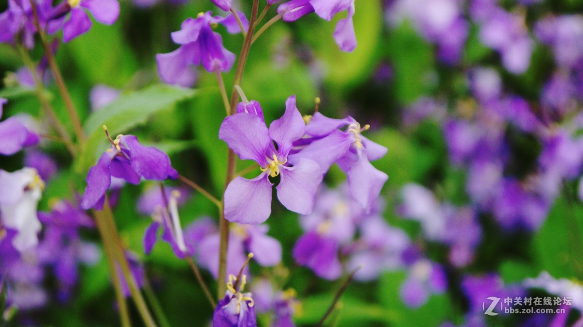 小桃知客意，春尽始开花。