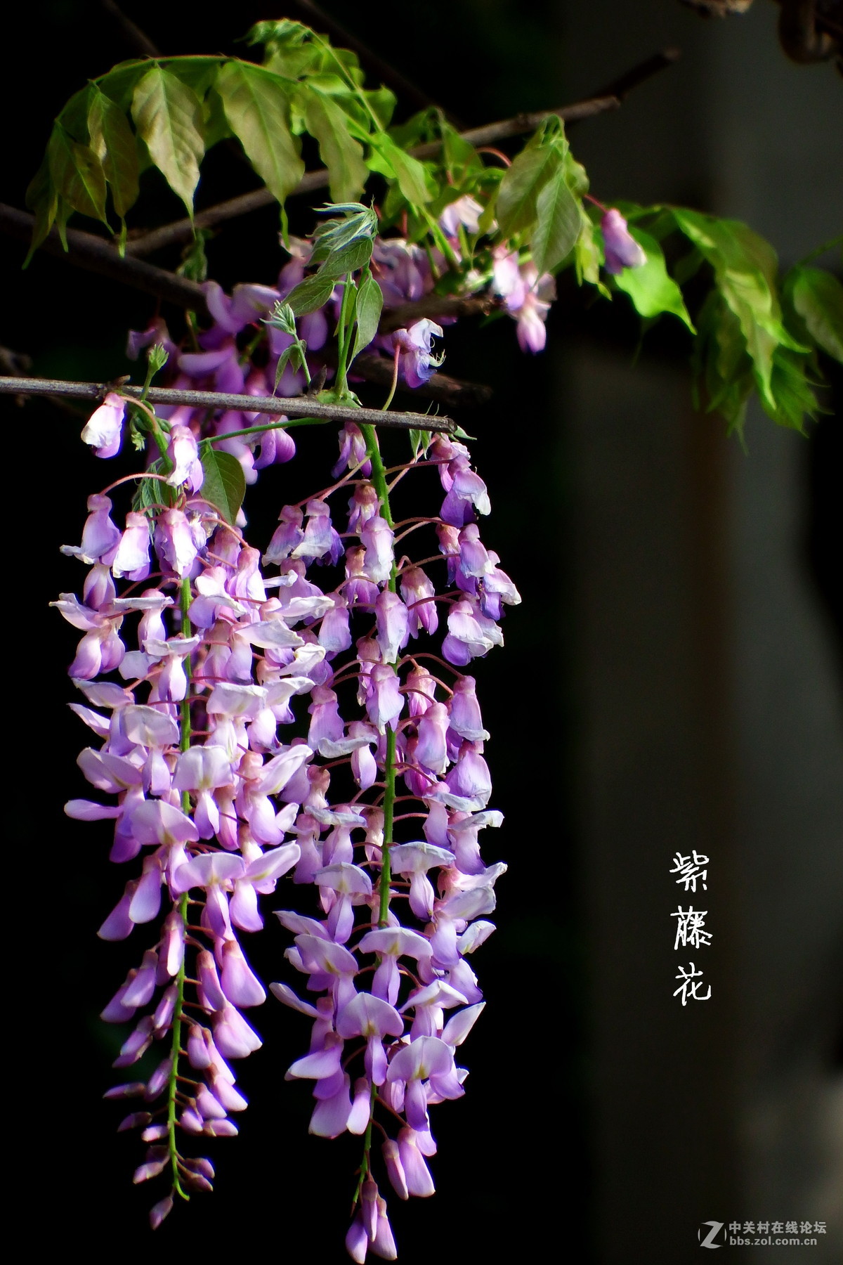 紫藤花图片(紫藤花图片 国画)