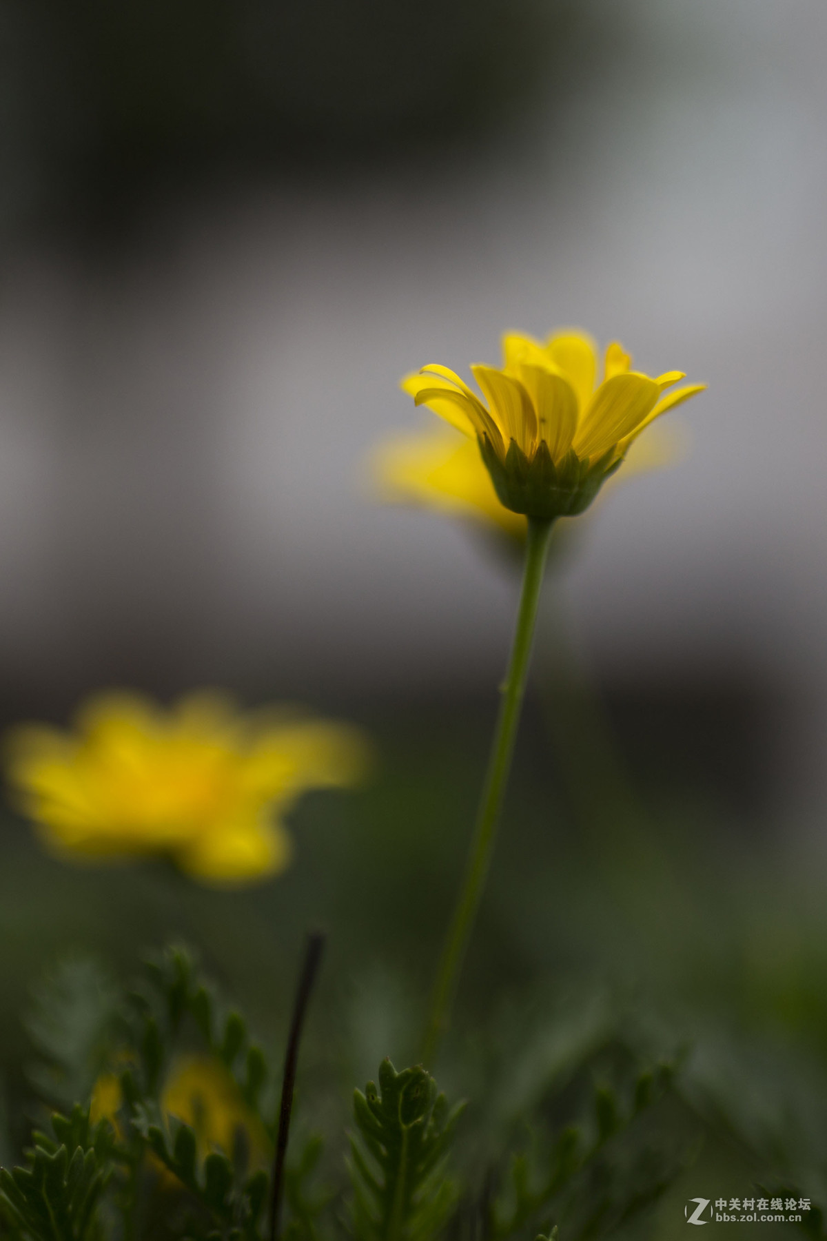 路边的小黄花