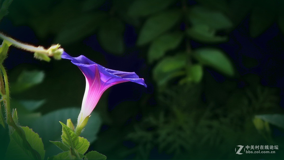 几片《牵牛花》拜访南京的师友。