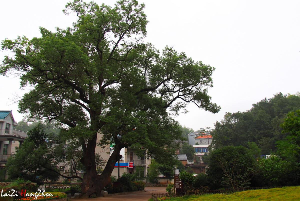浙江江山清漾毛氏文化村（6）