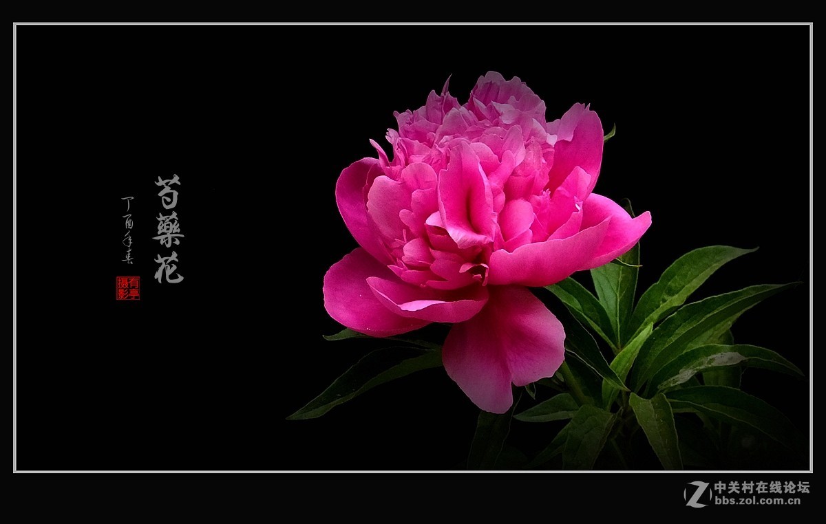 芍药花170503(1)--恭贺“二八探索”任版主！