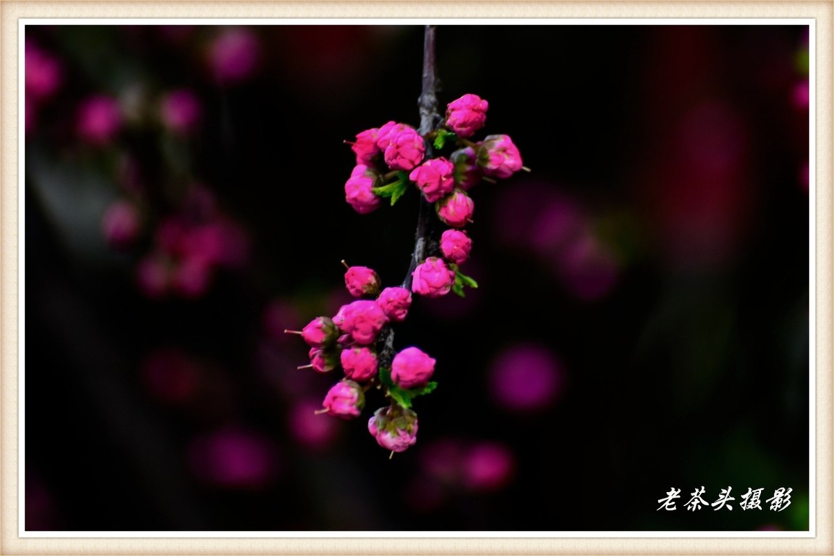 乱花，渐入迷人