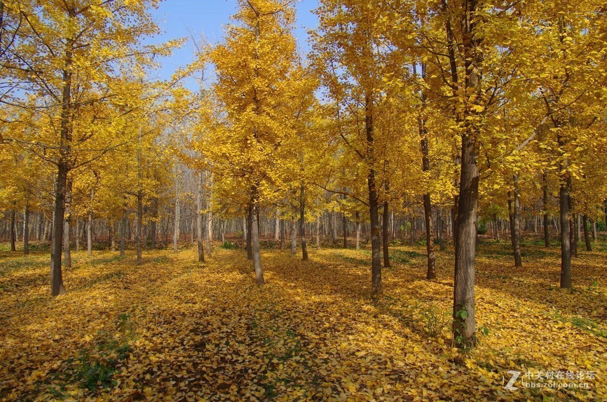 #版主坐堂#2018年11月份《承德》优秀作品选辑