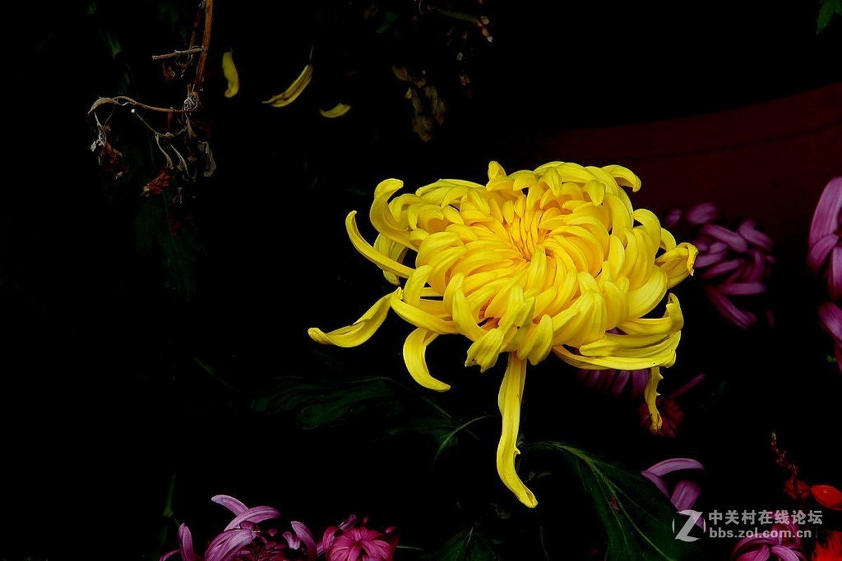 #版主坐堂#2018年11月份《承德》优秀作品选辑