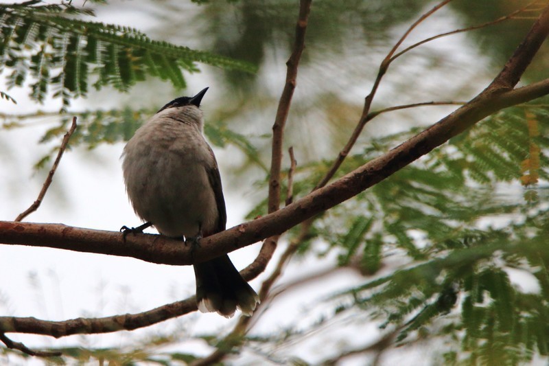 80D+600mm，学打鸟射月。