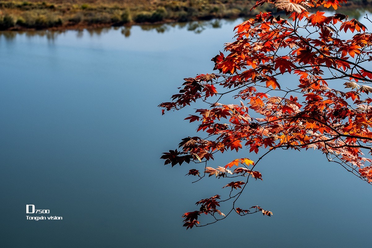 大牛沟的枫叶（2）