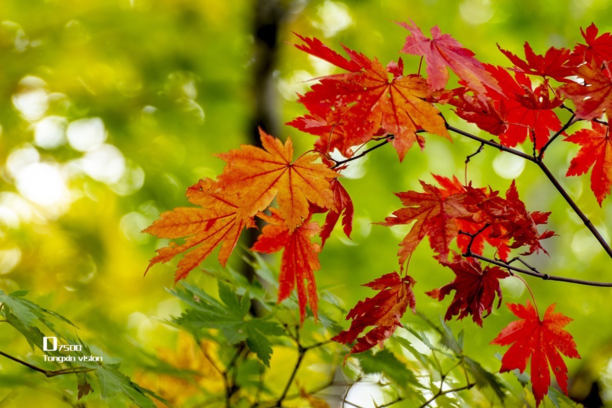 大牛沟的枫叶（2）