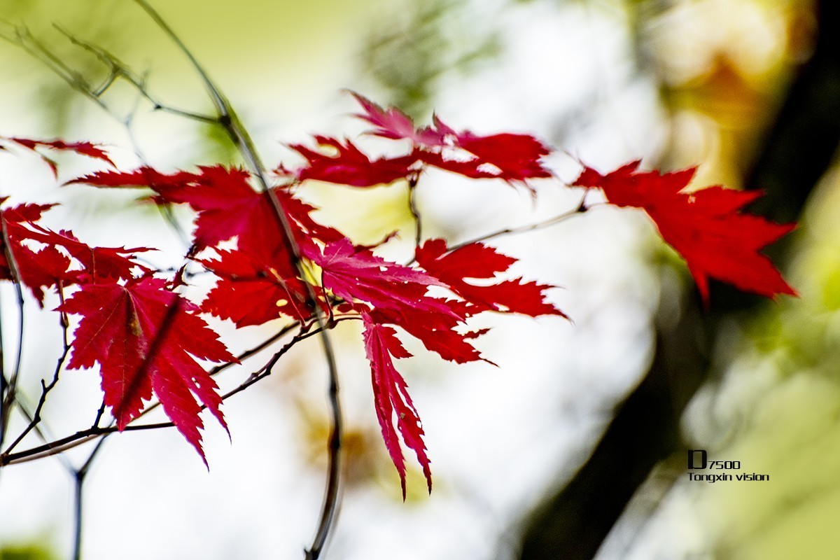 大牛沟的枫叶（2）