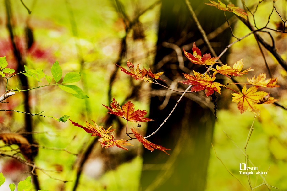 大牛沟的枫叶（2）