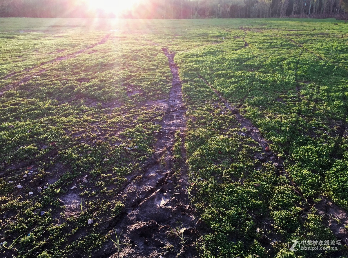 iphone6拍摄-花花草草