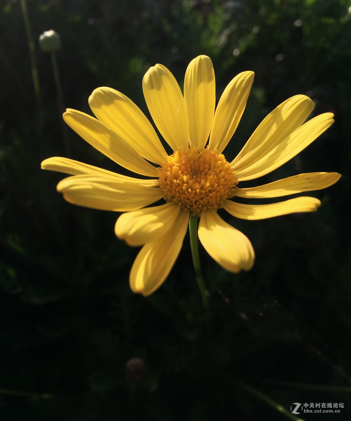 iphone6拍摄-花花草草