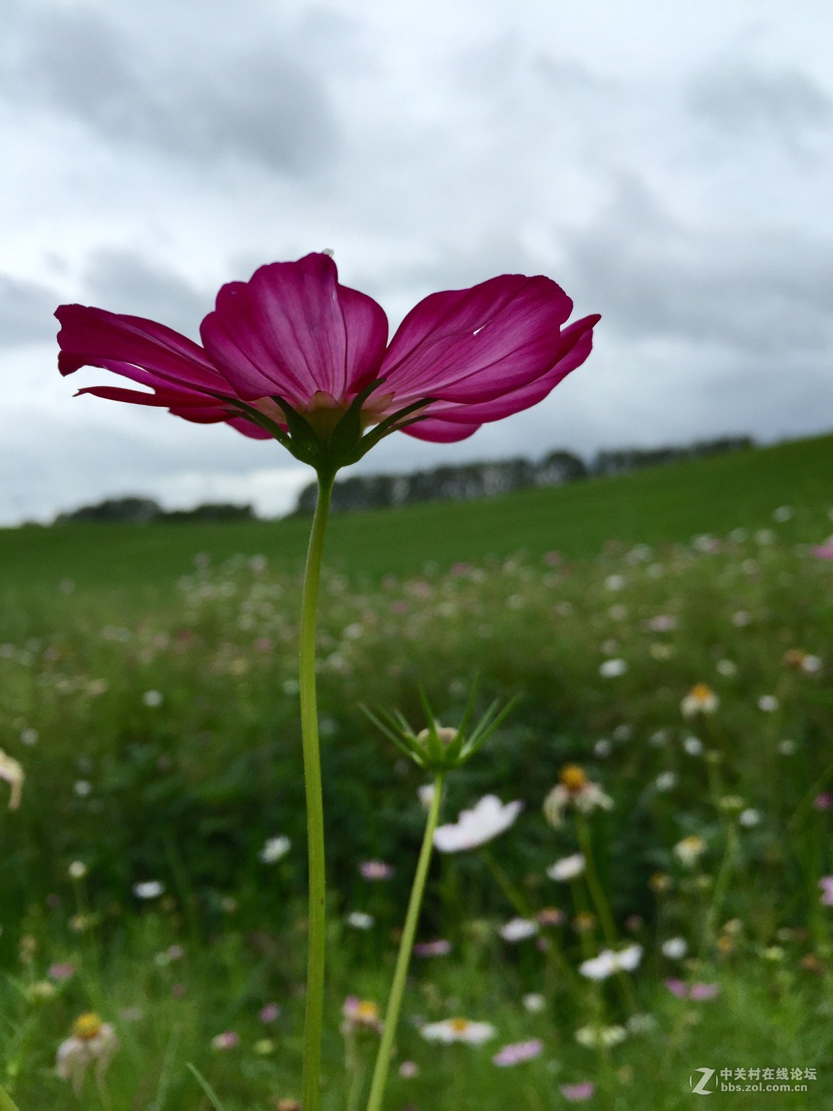 iphone6拍摄-花花草草