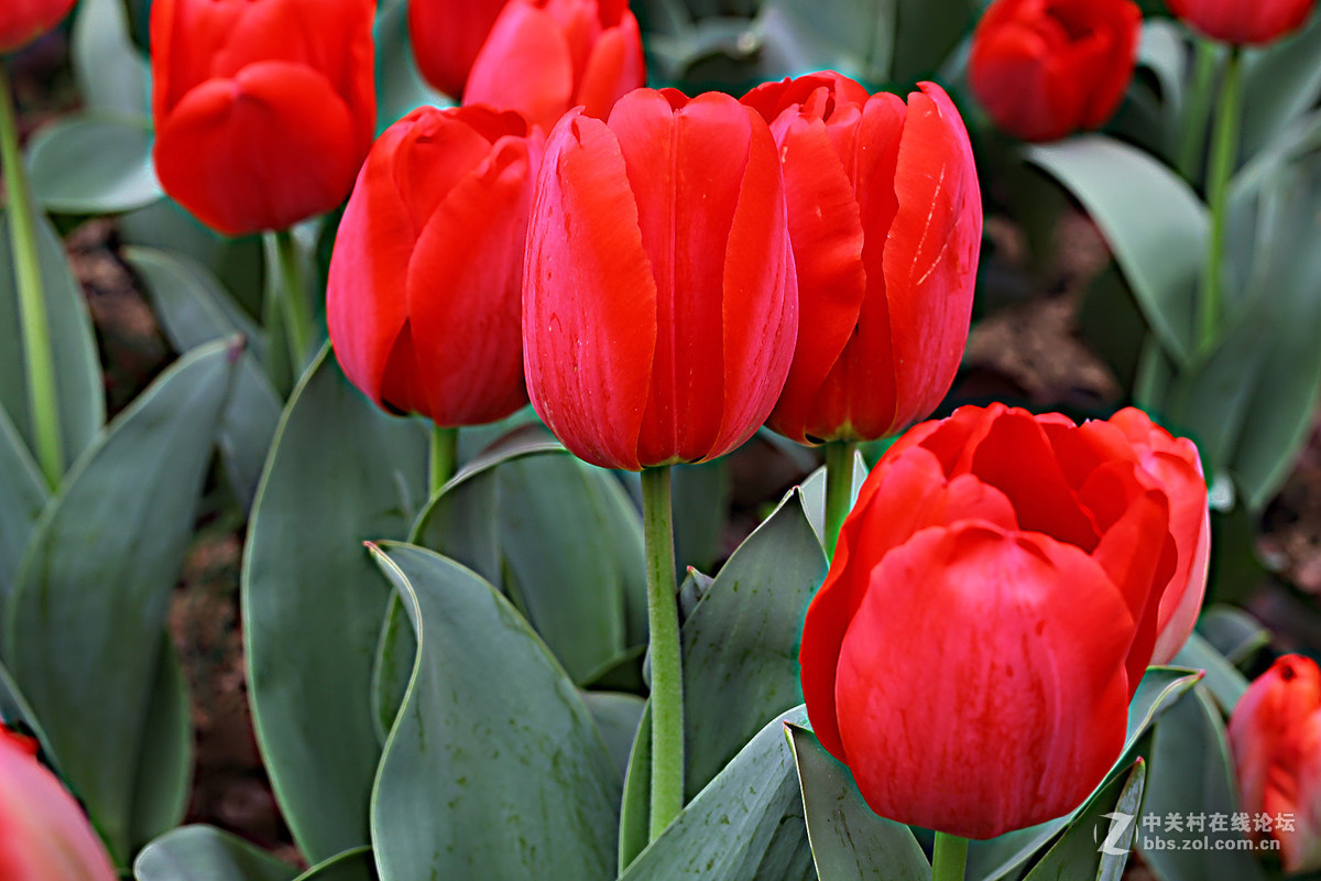 游梅园，不见梅花，赏郁金香