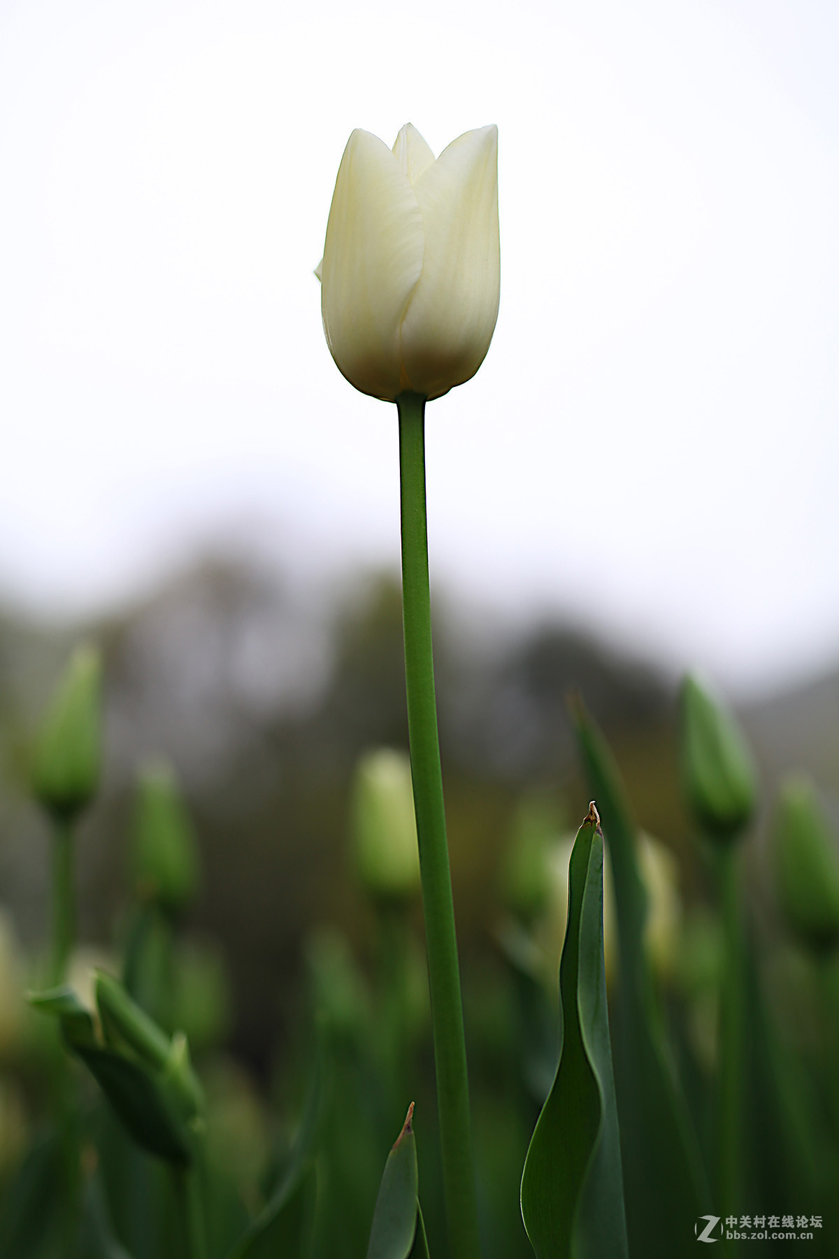 游梅园，不见梅花，赏郁金香