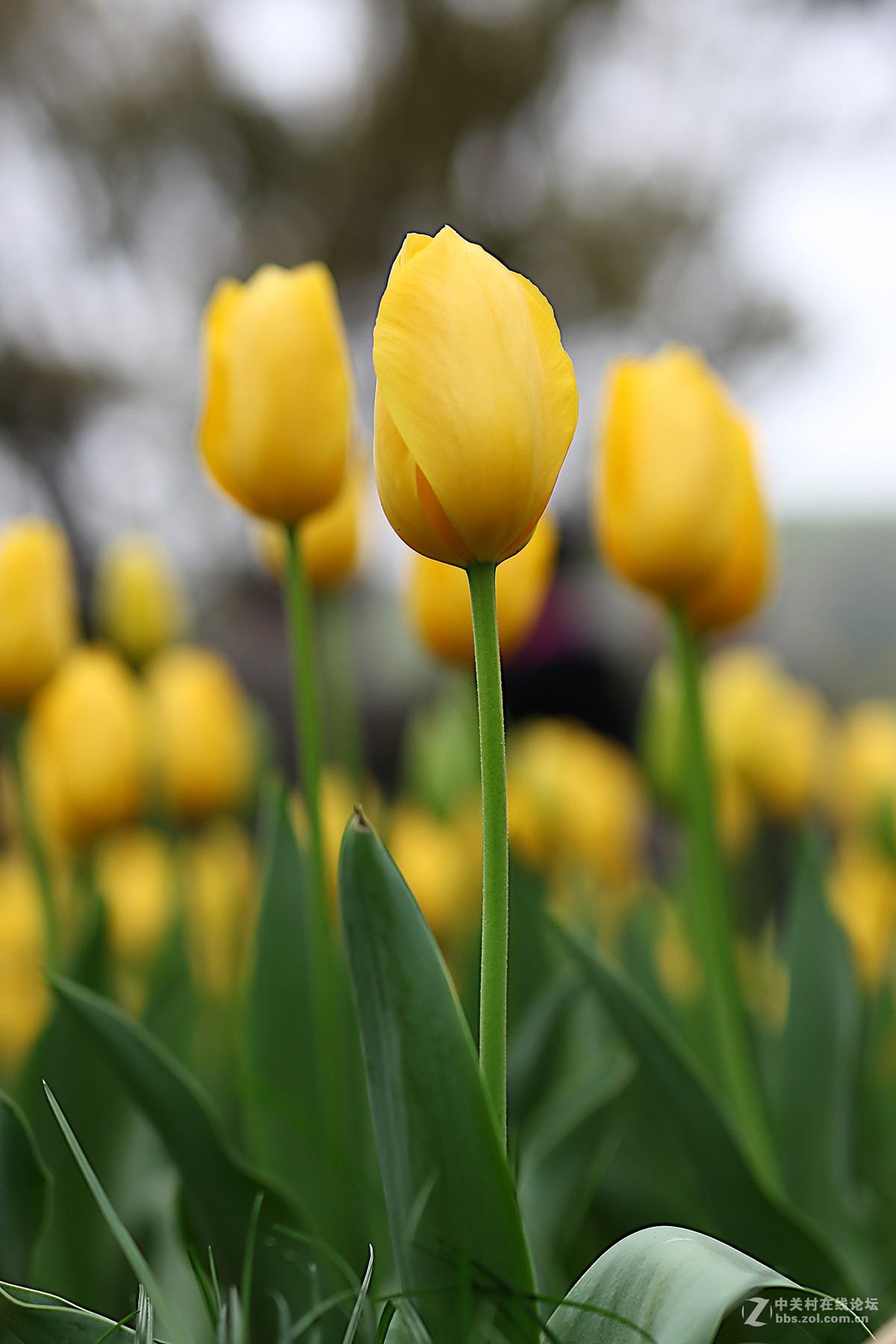 游梅园，不见梅花，赏郁金香