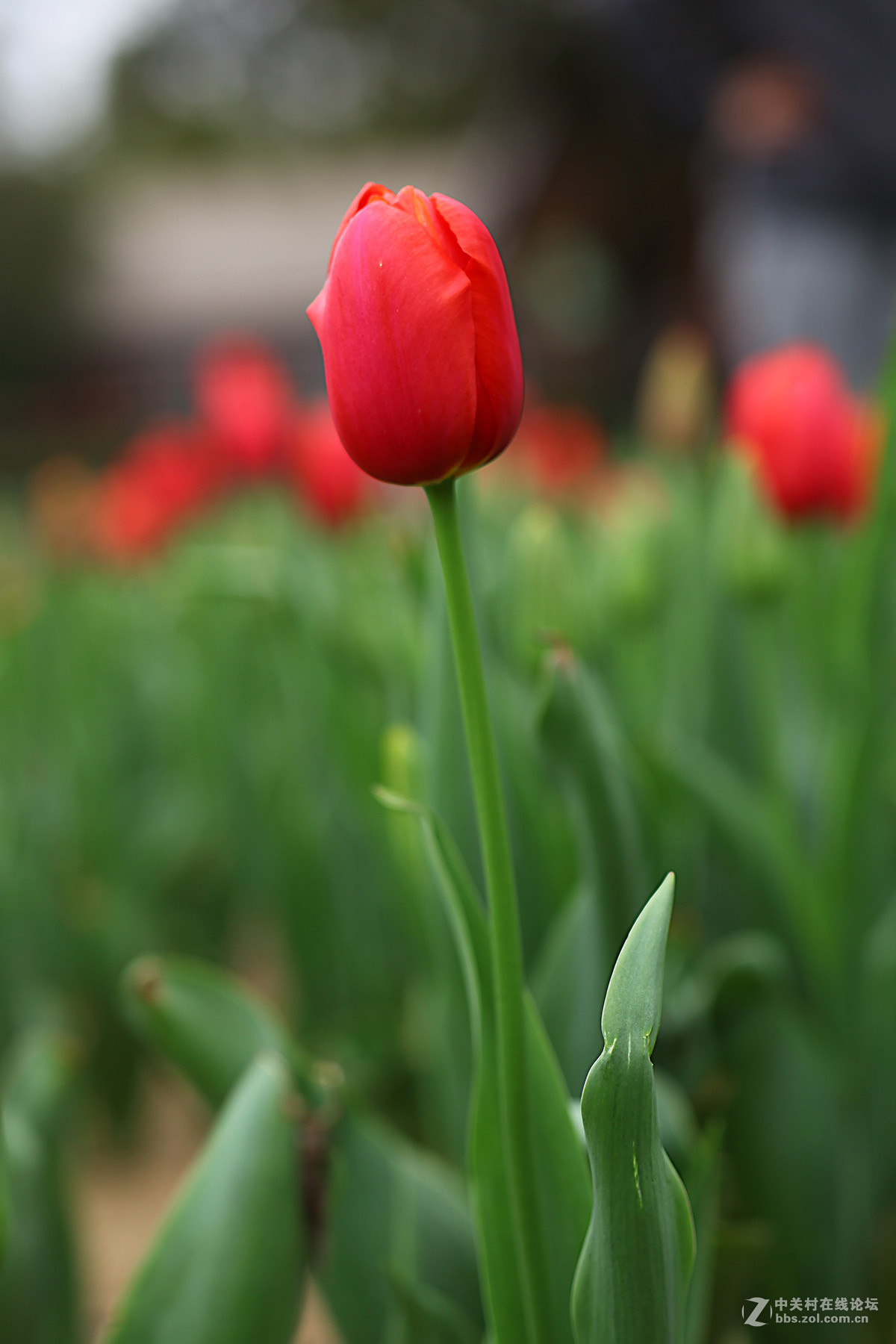 游梅园，不见梅花，赏郁金香