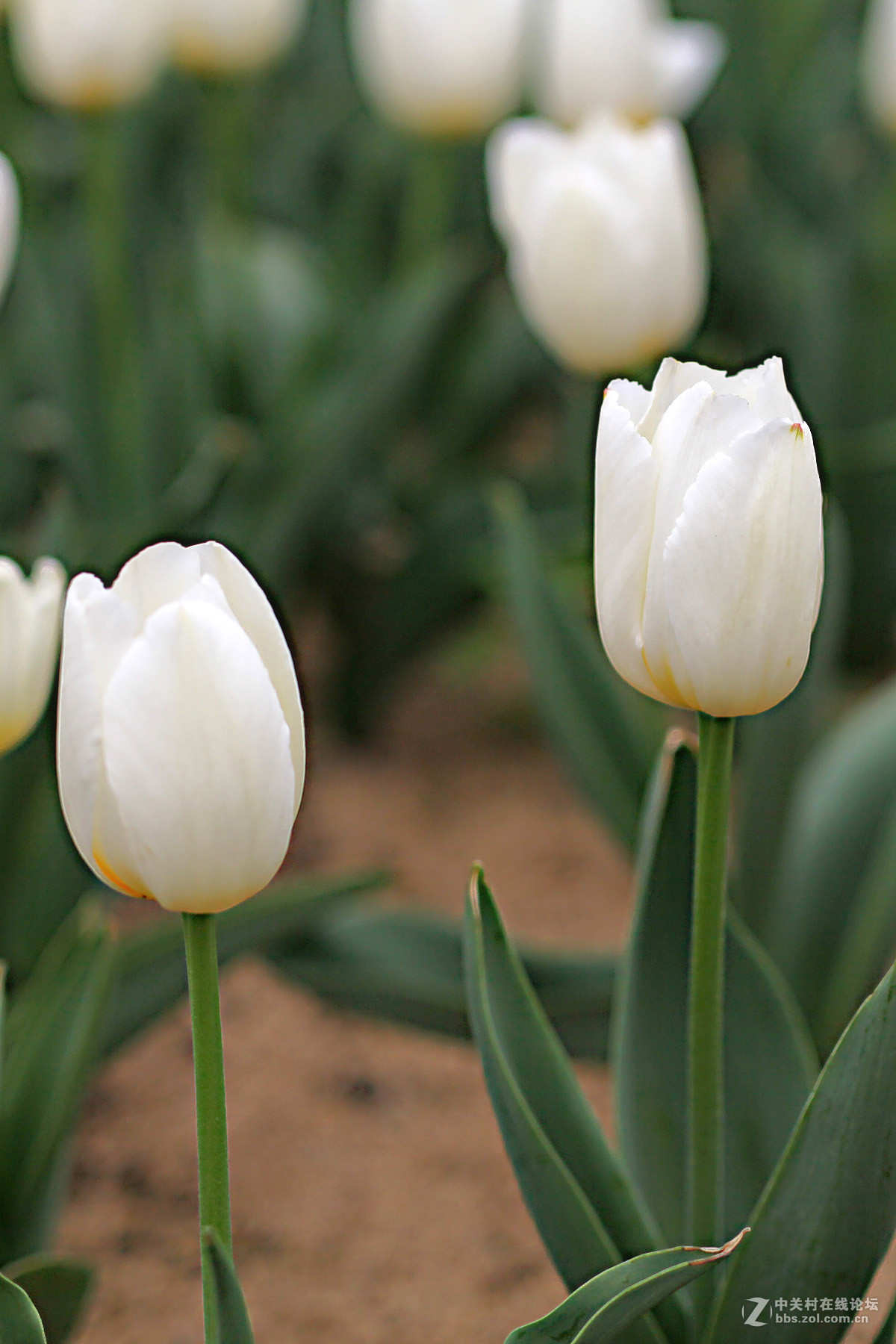 游梅园，不见梅花，赏郁金香
