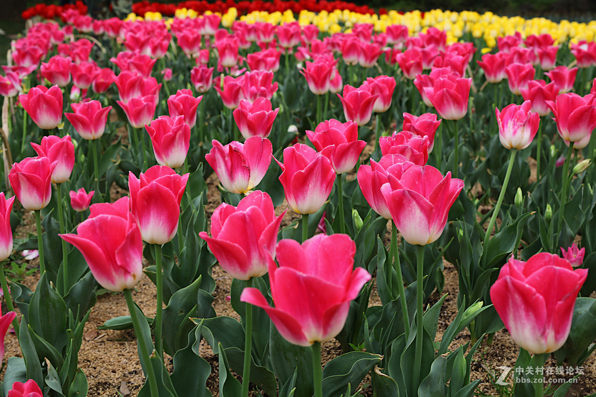 游梅园，不见梅花，赏郁金香