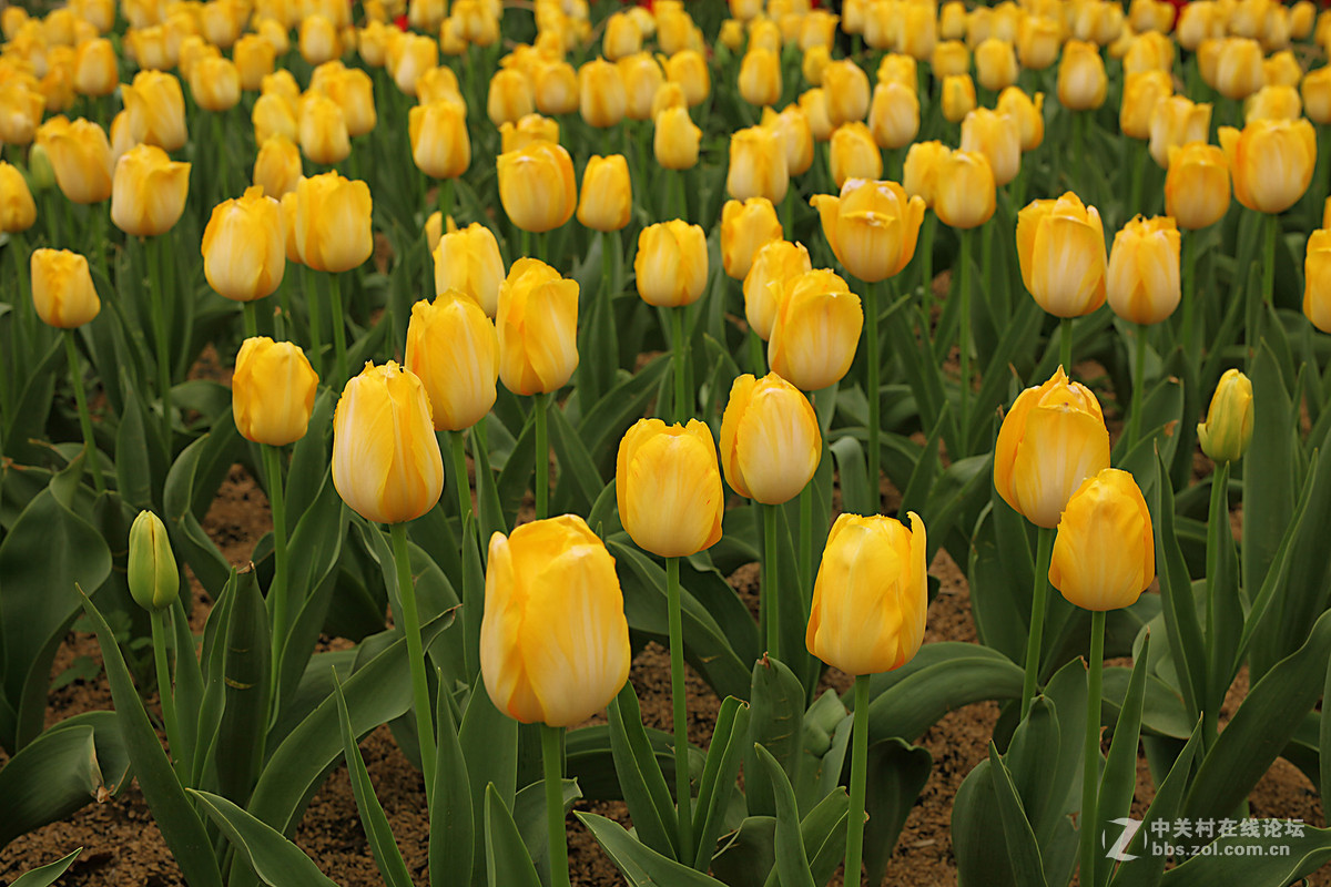 游梅园，不见梅花，赏郁金香
