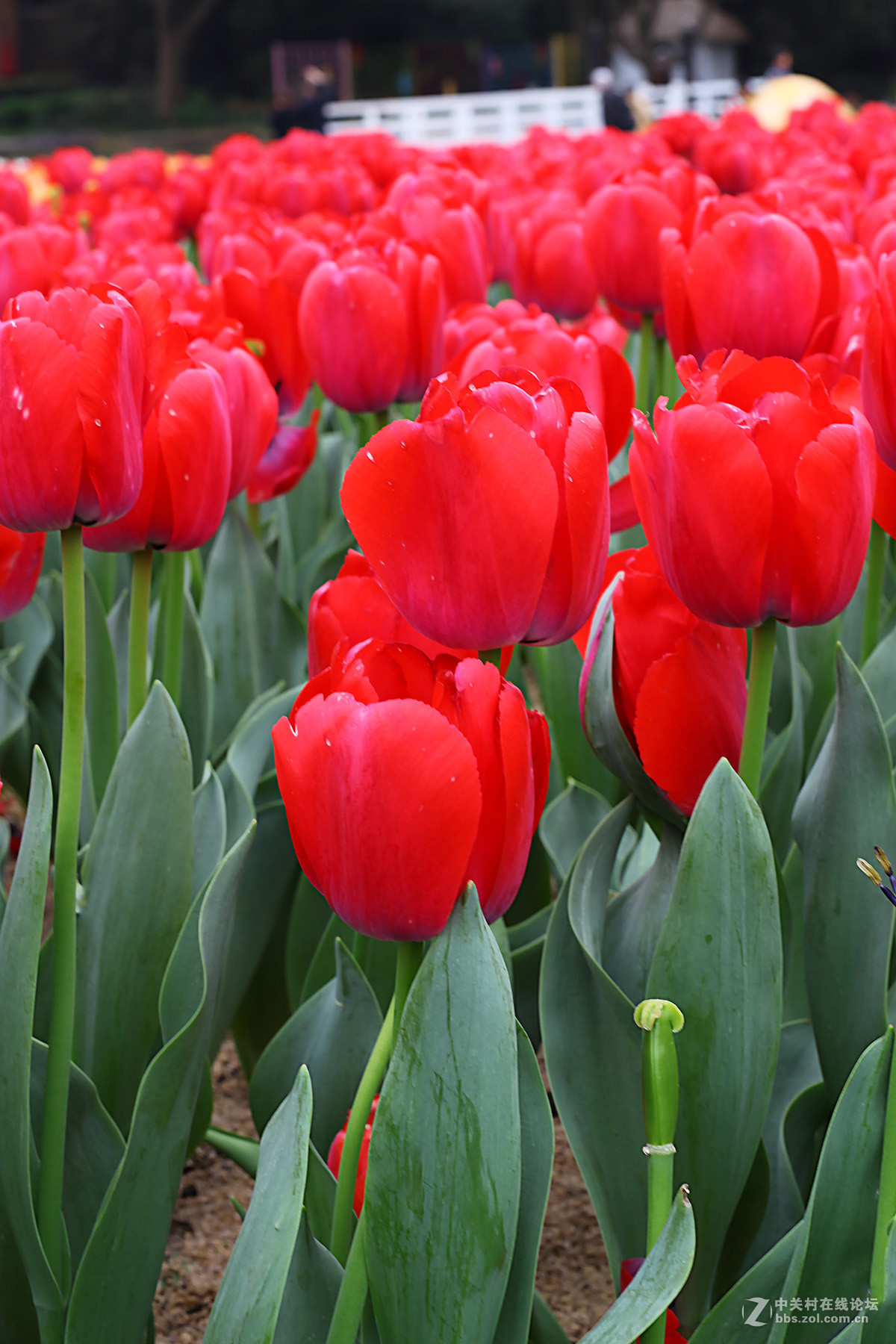 游梅园，不见梅花，赏郁金香