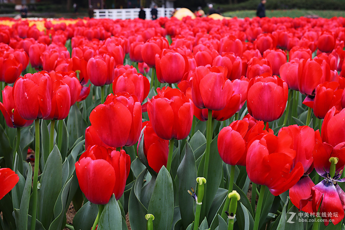 游梅园，不见梅花，赏郁金香