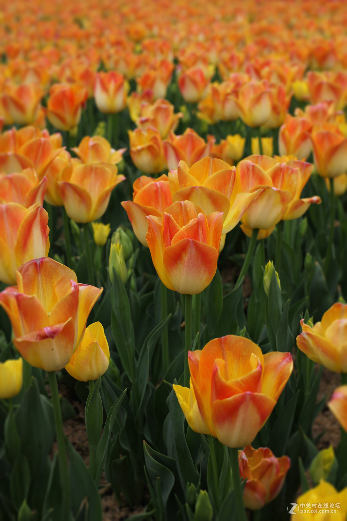 游梅园，不见梅花，赏郁金香