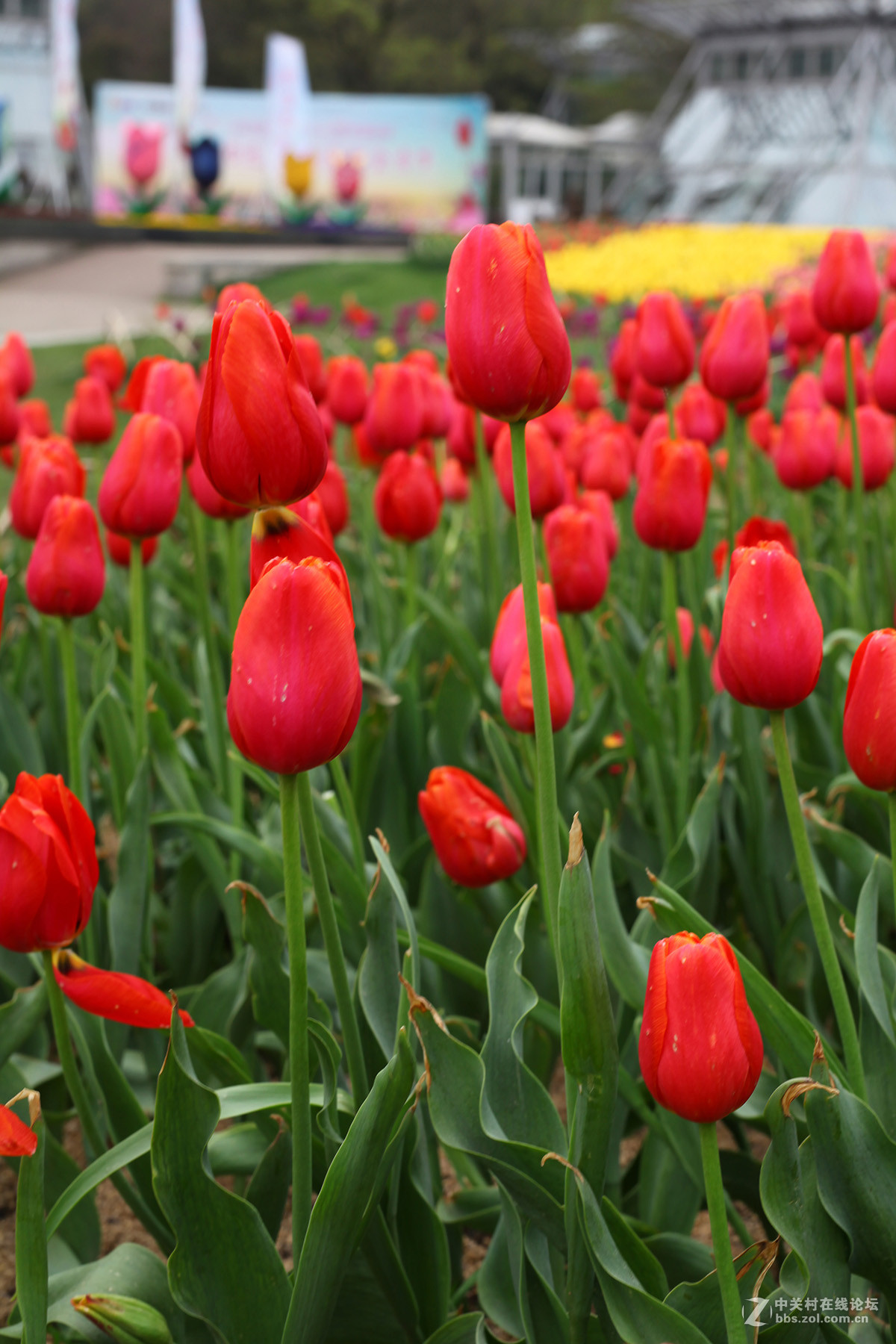 游梅园，不见梅花，赏郁金香