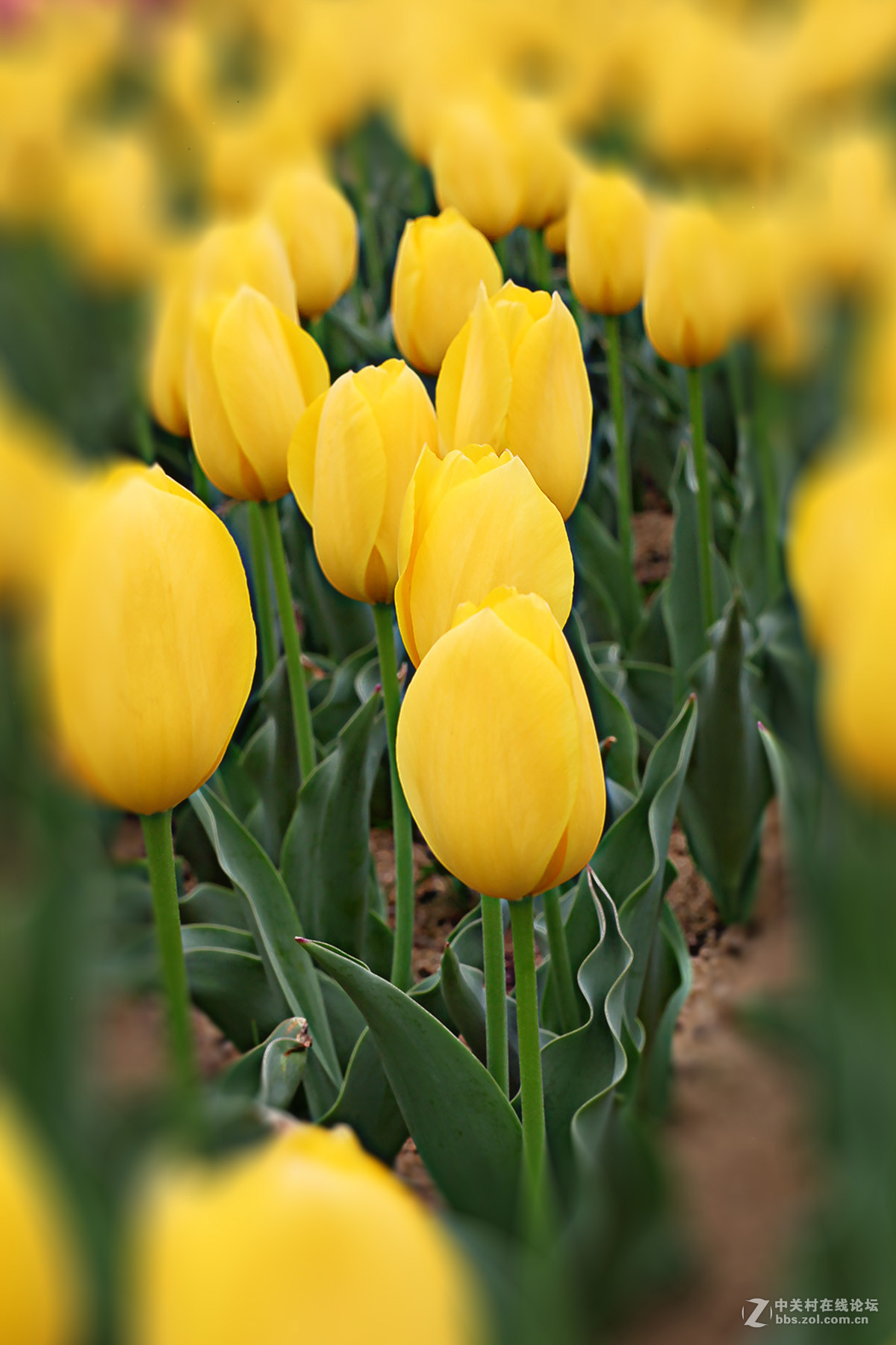 游梅园，不见梅花，赏郁金香