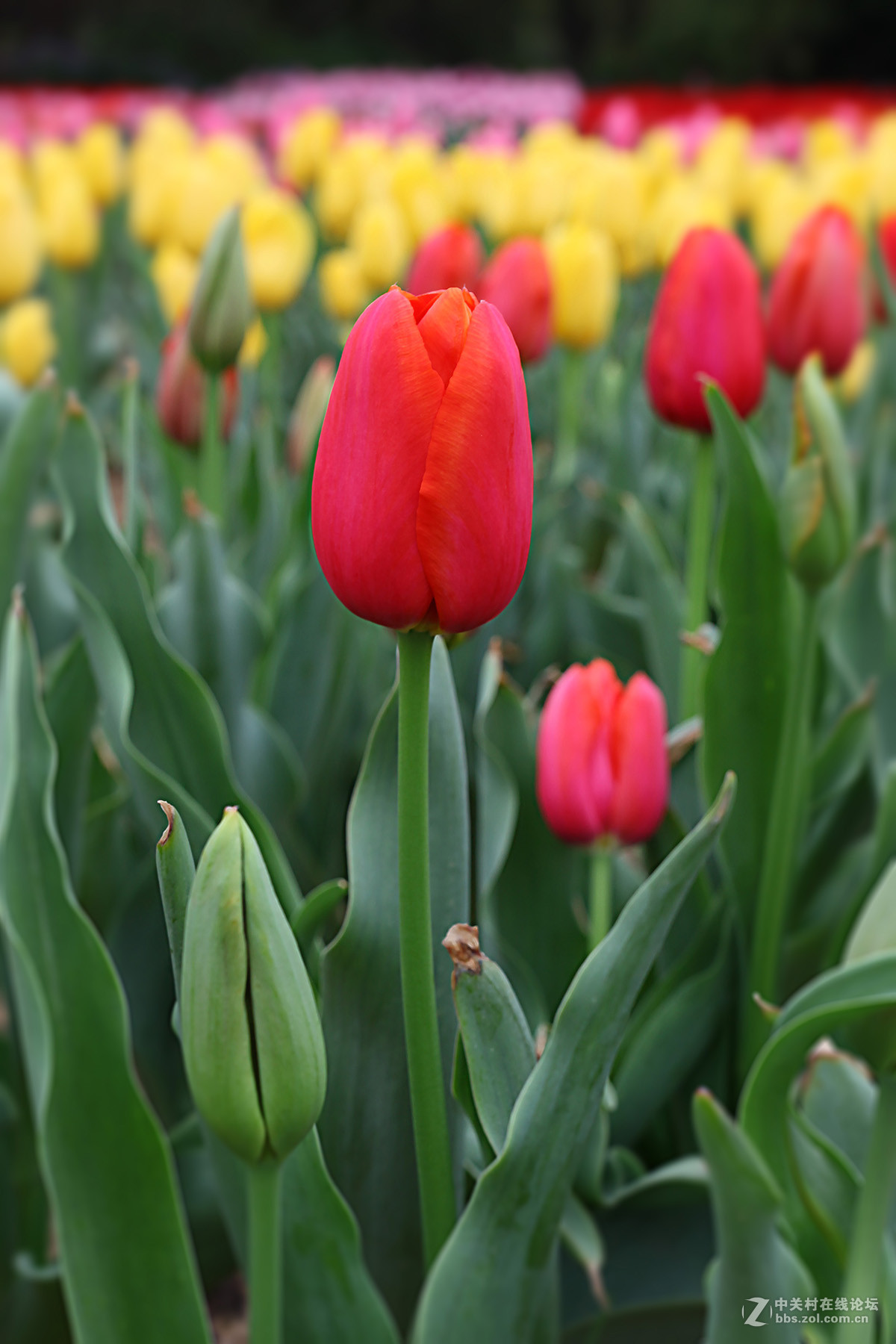 游梅园，不见梅花，赏郁金香