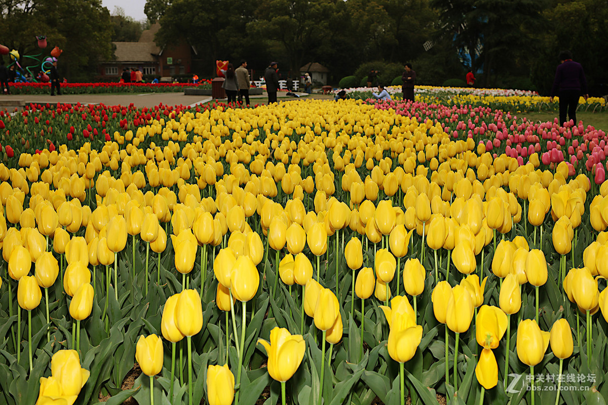 游梅园，不见梅花，赏郁金香