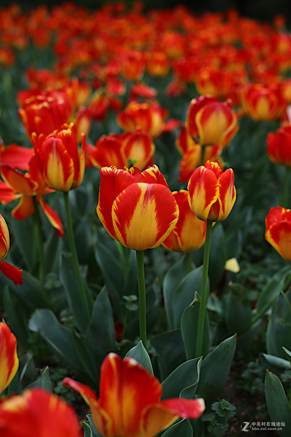 游梅园，不见梅花，赏郁金香