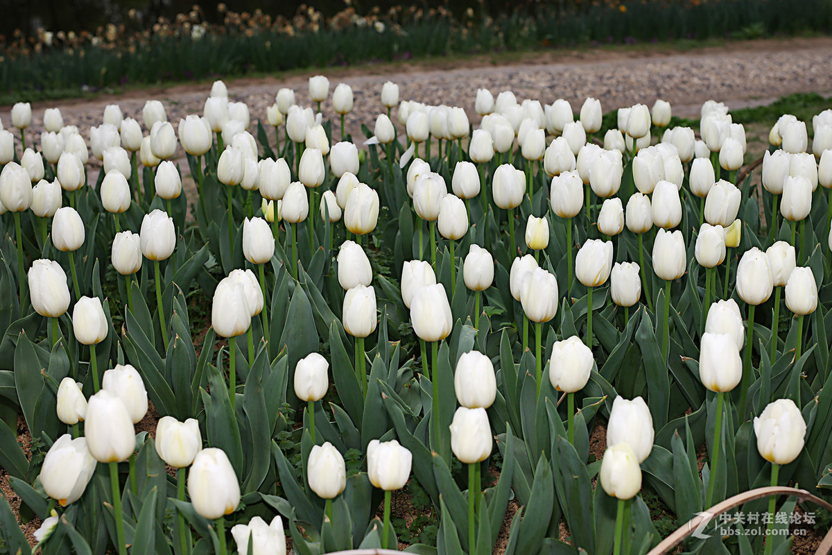 游梅园，不见梅花，赏郁金香