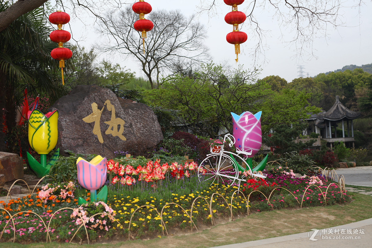 游梅园，不见梅花，赏郁金香