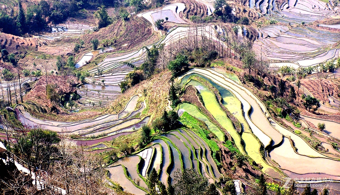 雲南元陽梯田