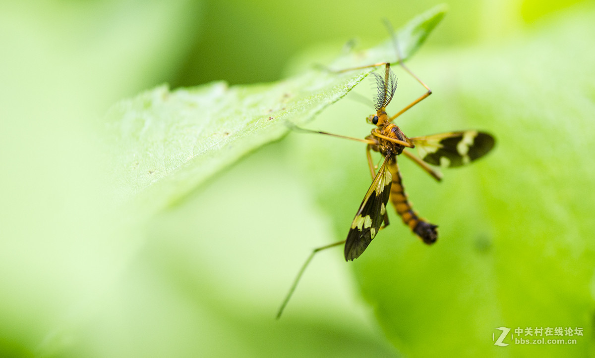 夏日虫趣花斑蚊