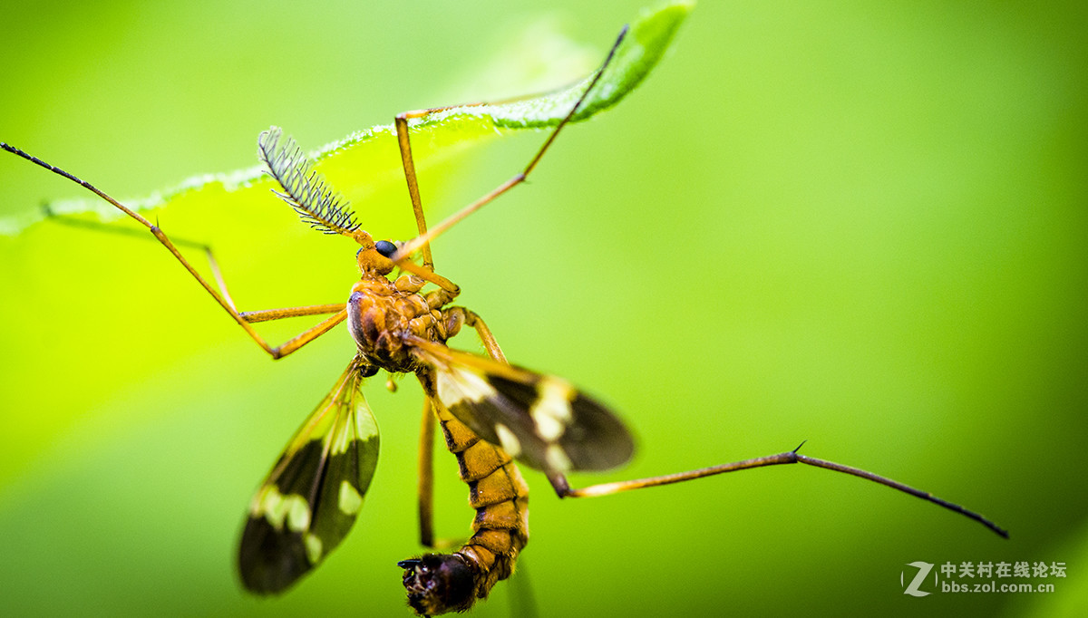 夏日虫趣花斑蚊