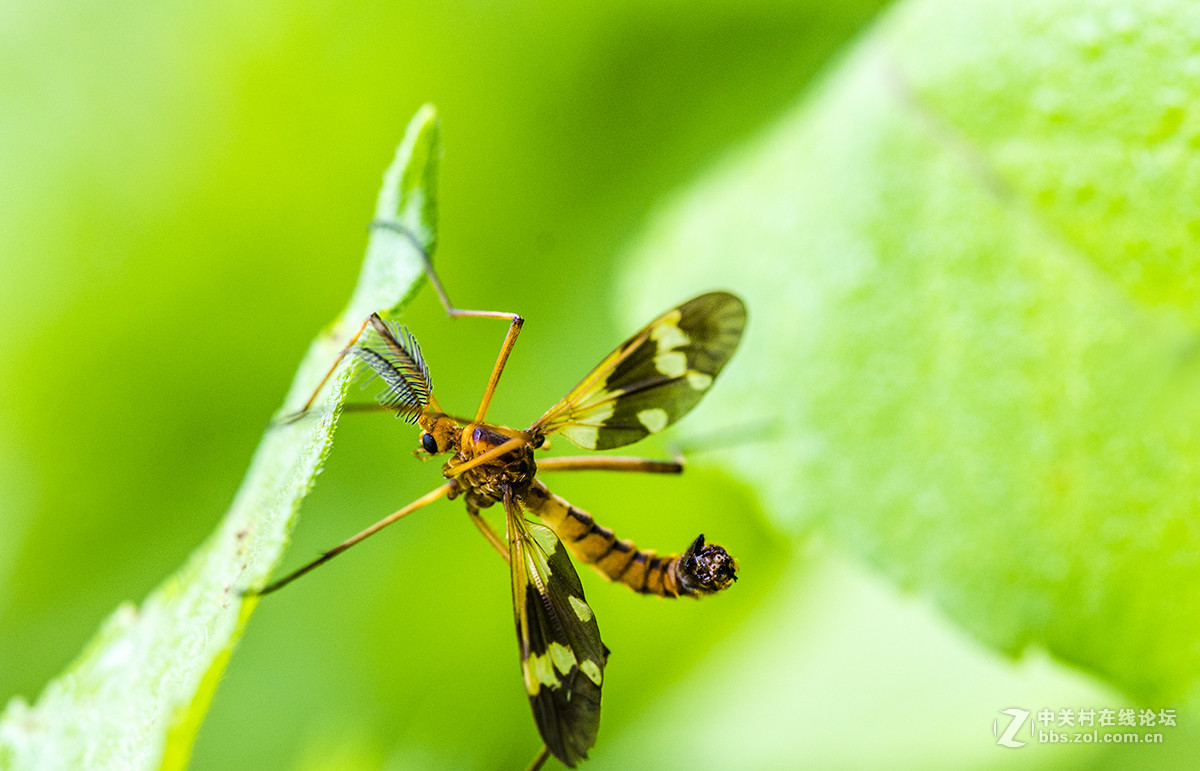 夏日虫趣花斑蚊