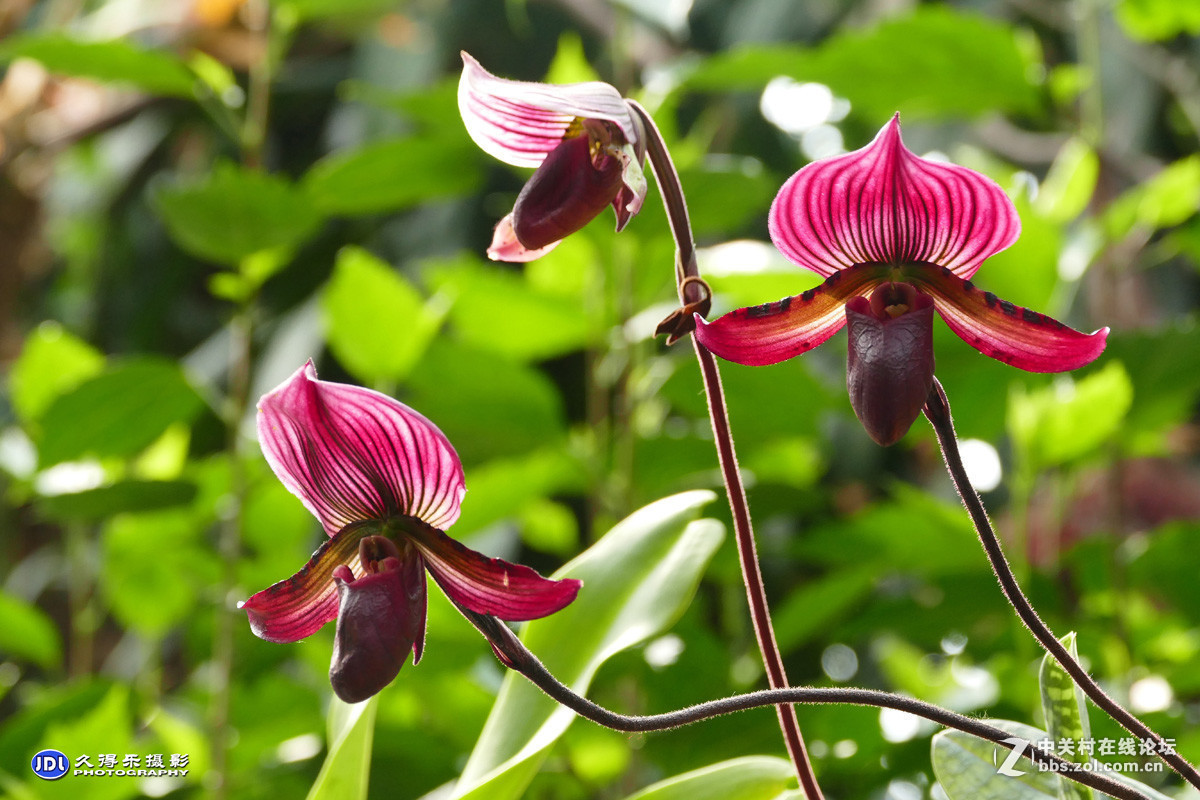 #版主坐堂#小五星空(中国)2017年3月精品荟萃