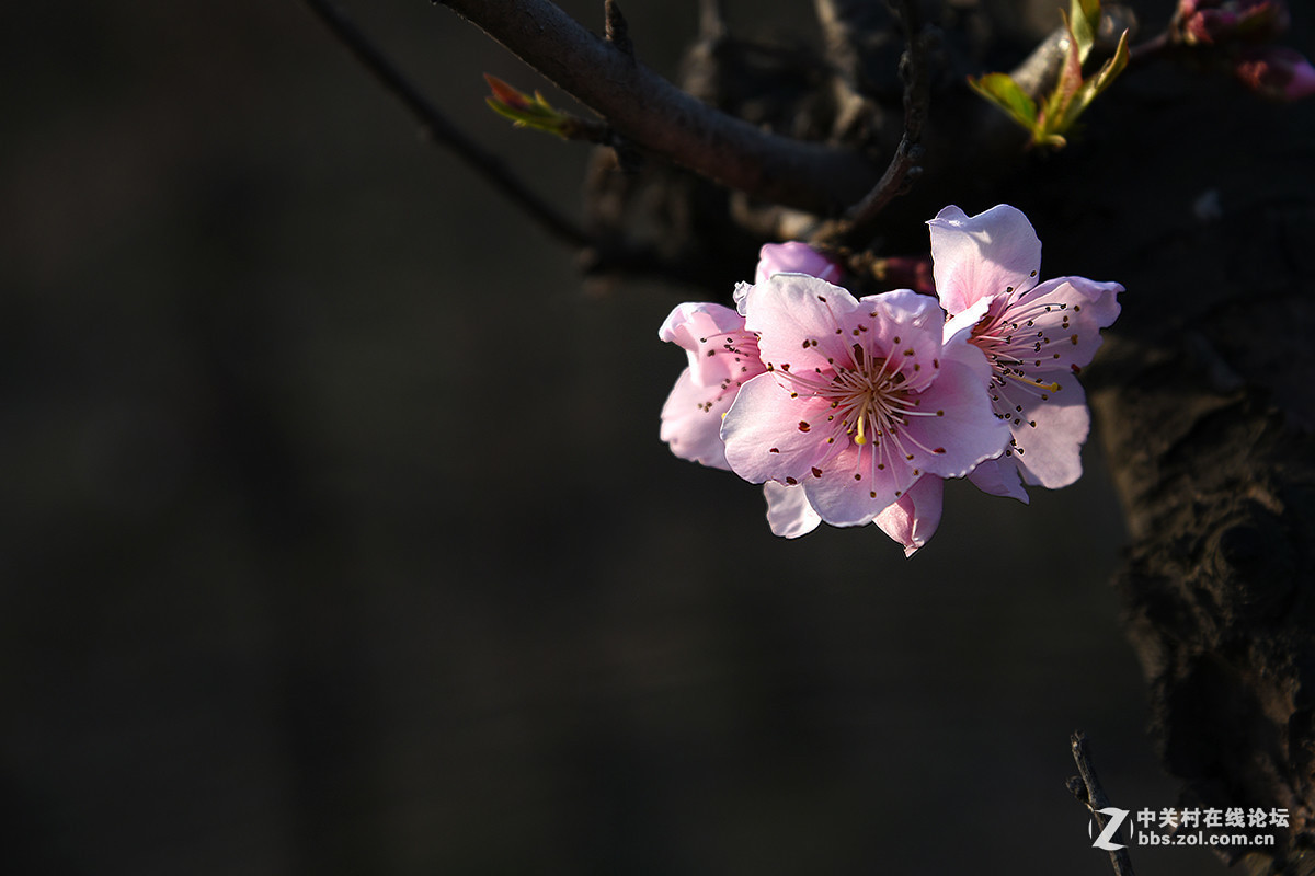#版主坐堂#小五星空(中国)2017年3月精品荟萃