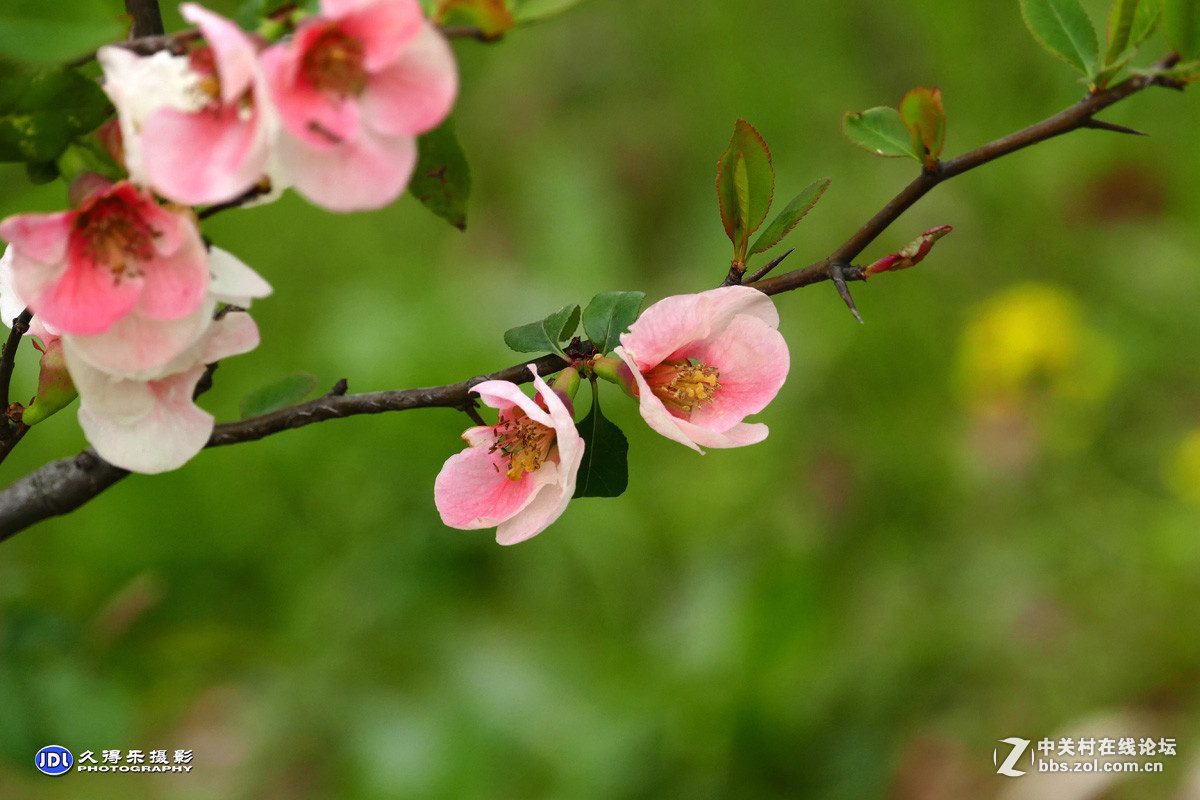 #版主坐堂#小五星空(中国)2017年3月精品荟萃