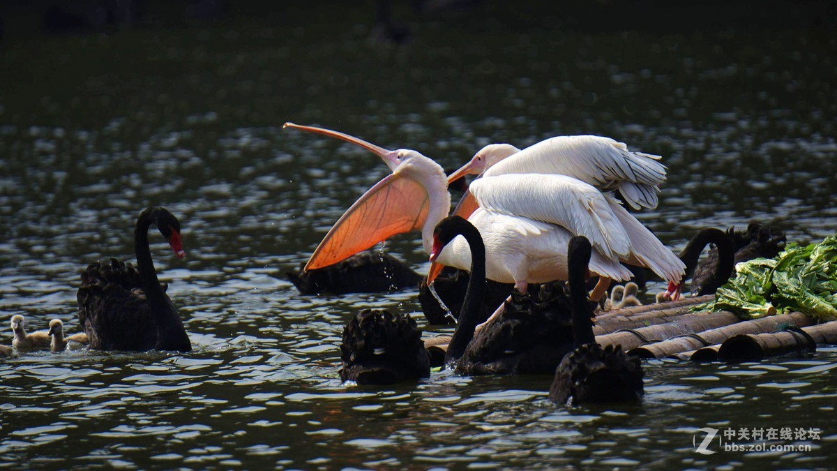 #版主坐堂#小五星空(中国)2017年3月精品荟萃