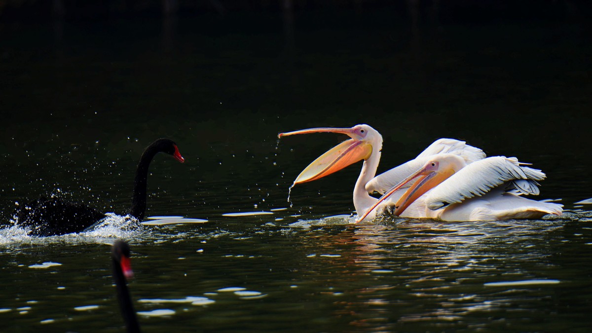 【2017】天鹅湖（14）：丑小鸭险遭生吞，黑天鹅舍命救崽
