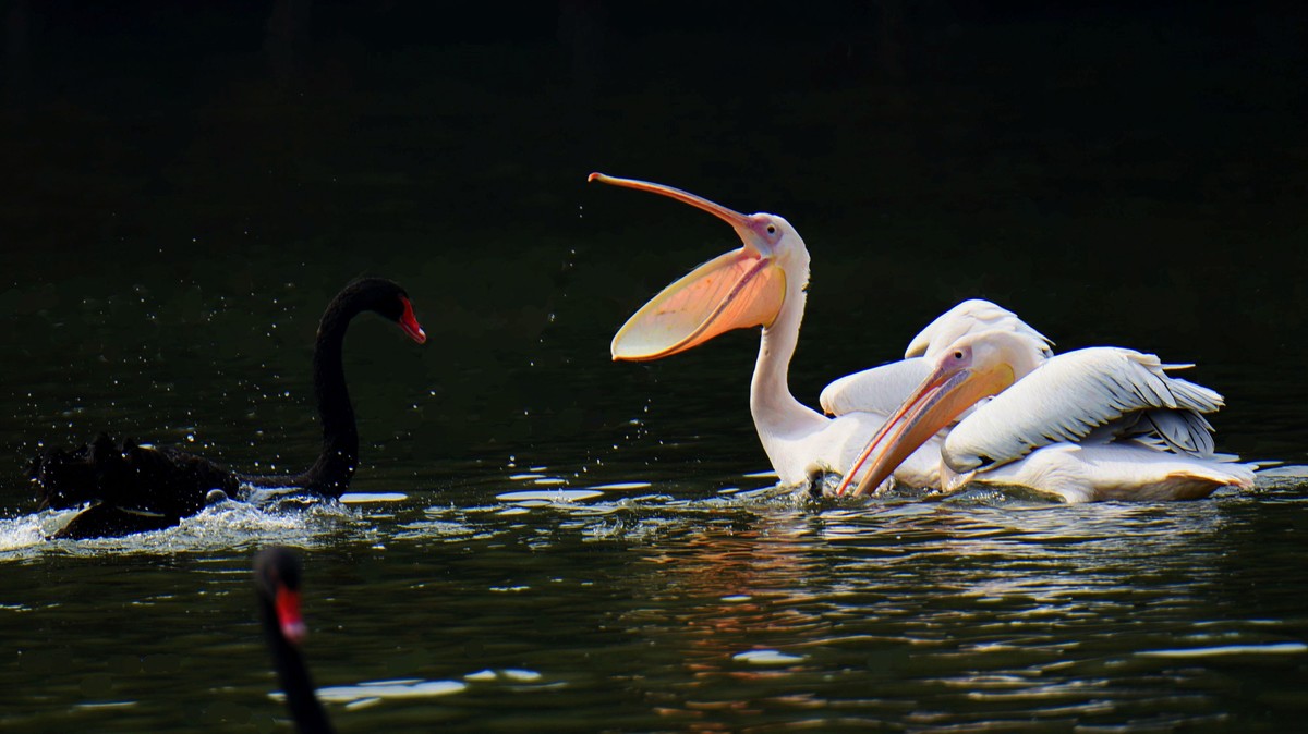 【2017】天鹅湖（14）：丑小鸭险遭生吞，黑天鹅舍命救崽