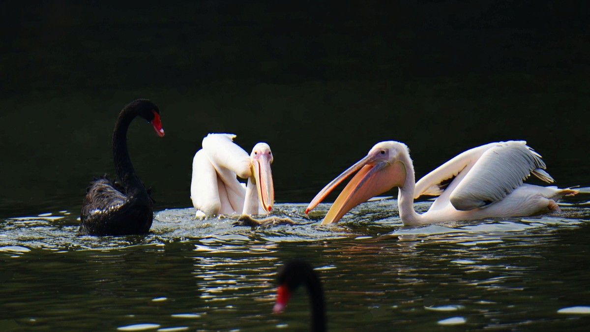 【2017】天鹅湖（14）：丑小鸭险遭生吞，黑天鹅舍命救崽