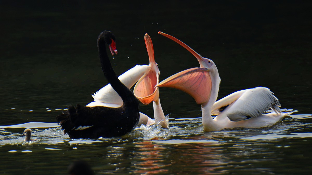【2017】天鹅湖（14）：丑小鸭险遭生吞，黑天鹅舍命救崽